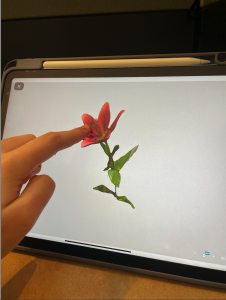 Fig. 2: Sketchfab provides a digital view of the 3D model of a lily, accessible via an iPad interface. This interface allows the children at Pine Cobble School to engage with and explore the object in a virtual environment.